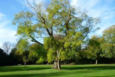 Parc à Nieul-sur-mer